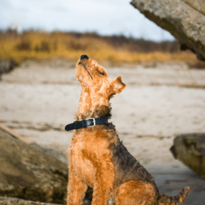 Welsh Terrier
