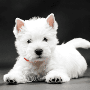 West Highland White Terrier