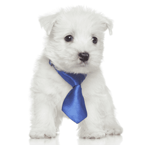 West Highland White Terrier