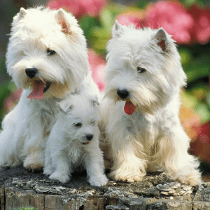 West Highland White Terrier 