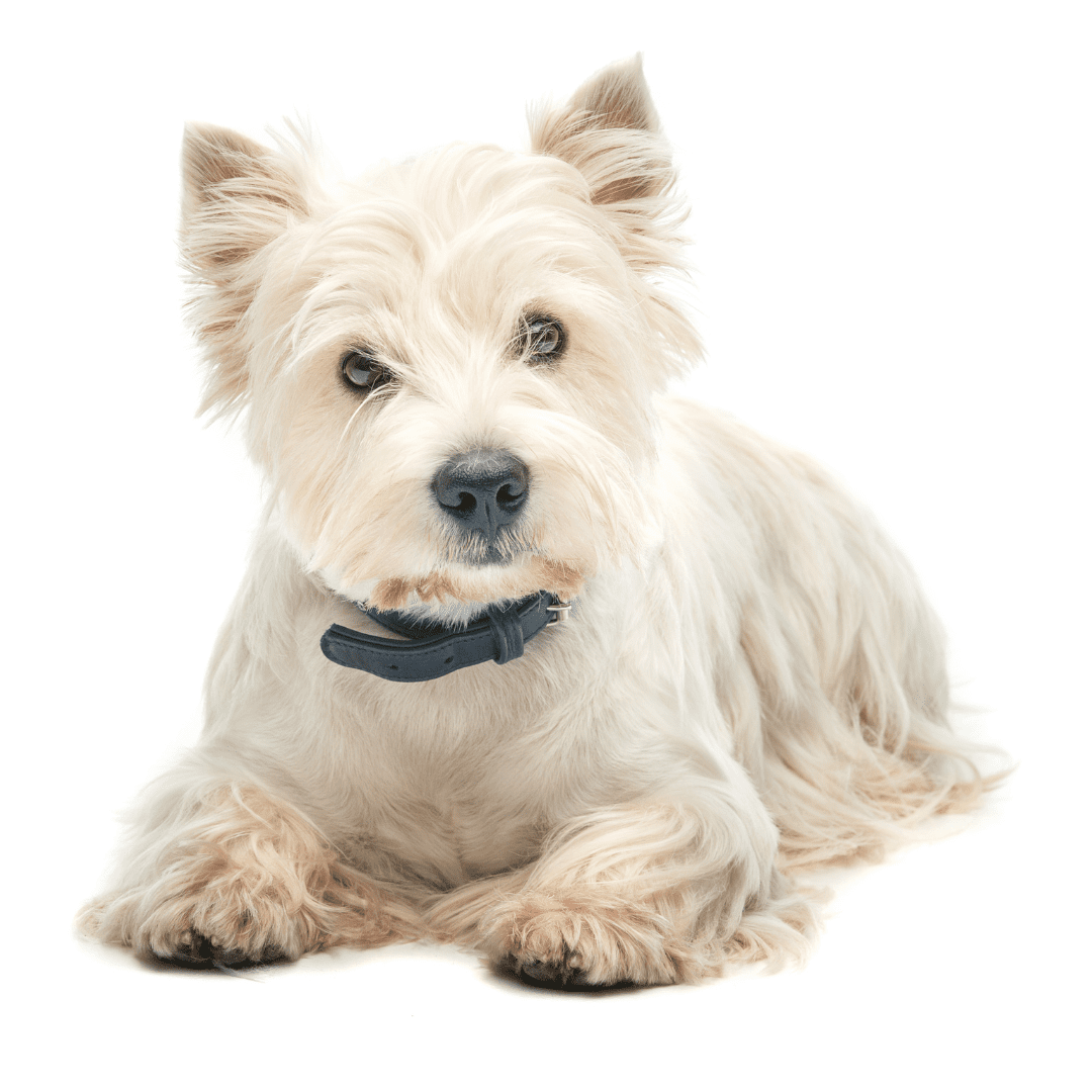 West Highland White Terrier
