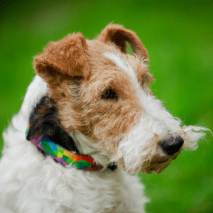 Wire Fox Terrier