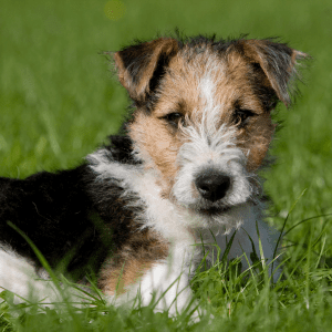 Wire Fox Terrier Puppy