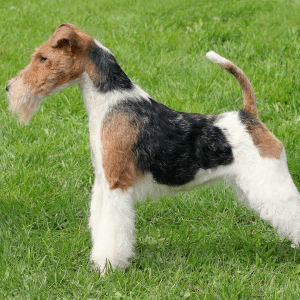 Wire Fox Terrier