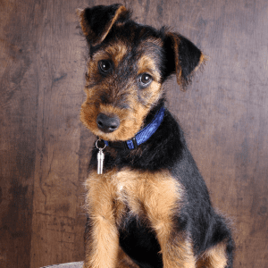 Airedale Terrier Puppy