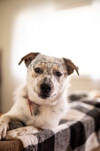 Australian Cattle Dog