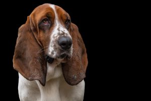 Basset Hound