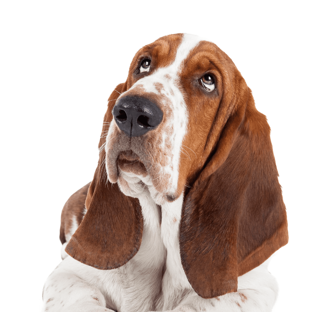 Basset Hound