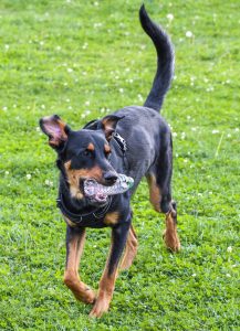 Beauceron