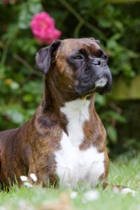 Boxer Dog