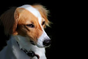 Brittany Dog