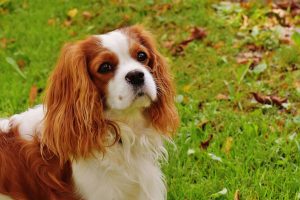 Cavalier King Charles Spaneil