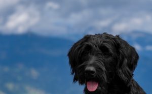 Giant Schnauzer
