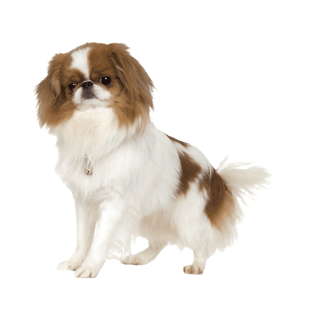 Japanese Chin