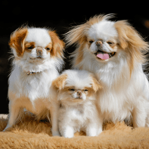 Japanese Chin