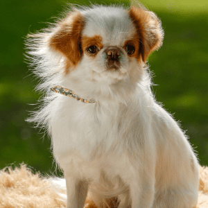 Japanese Chin