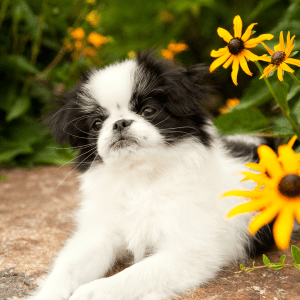 Japanese Chin