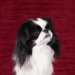 Japanese Chin