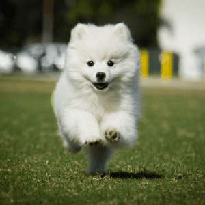 American Eskimo Dog