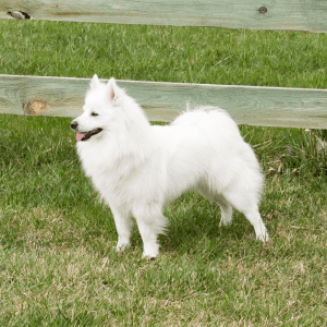 American Eskimo Dog