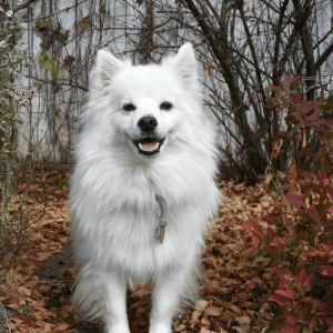 American Eskimo Dog