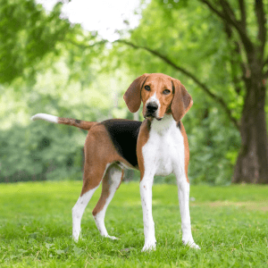American Foxhound