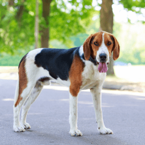 American Foxhound