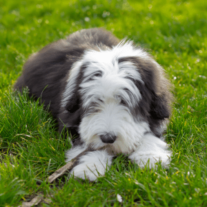 Bearded Collie