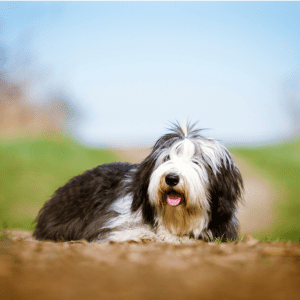 Bearded Collie