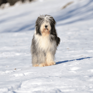 Bearded Collie