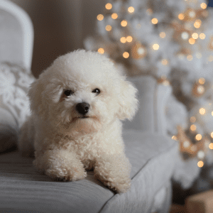 Bichon Frise