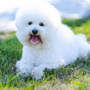 Bichon Frise