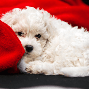 Bichon Frise