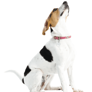 English Foxhound