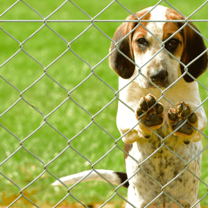 English Foxhound