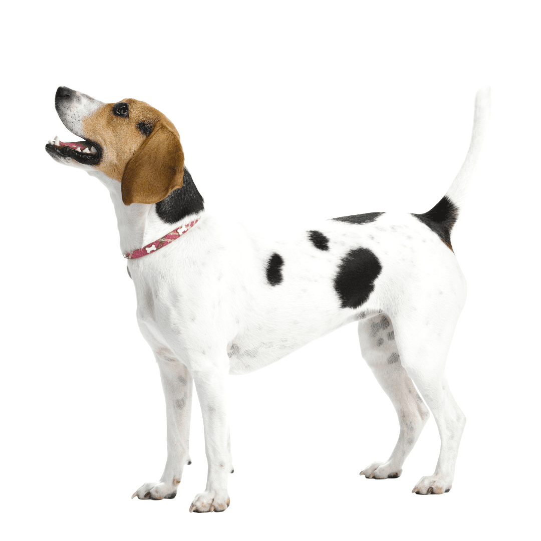 English Foxhound
