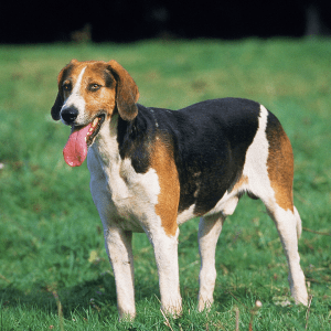 English Foxhound