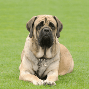 English Mastiff