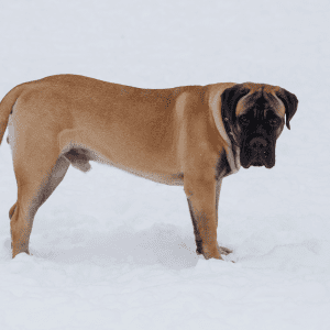 English Mastiff