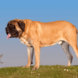 English Mastiff