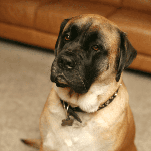 English Mastiff