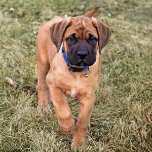 English Mastiff