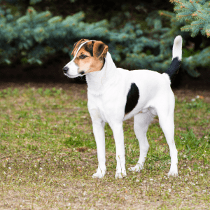 Smooth Fox Terrier