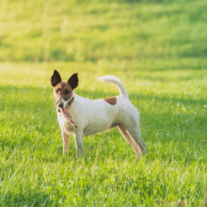 Smooth Fox Terrier