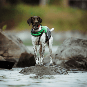 German Shorthaired Terrier