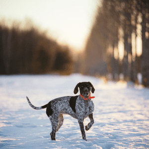 German Shorthaired Pointer