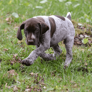 German Shorthaired Pointer