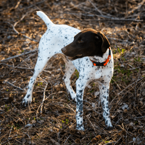 German Shorthaired Pointer