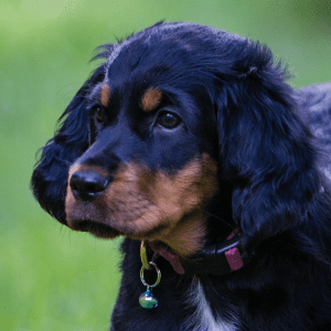 Gordon Setter Puppy