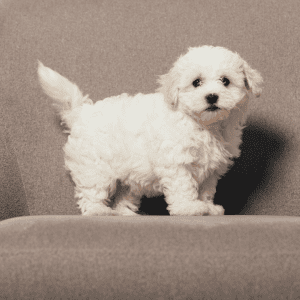 Havanese